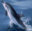 un dauphin